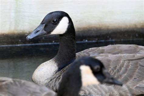 Several geese die after flock lands in oil at La Brea Tar Pits